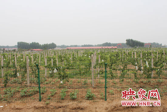 刘海波投资的40多亩葡萄园，按照亩产1000斤的预期，今年仅是葡萄园就能赚好几万块钱。