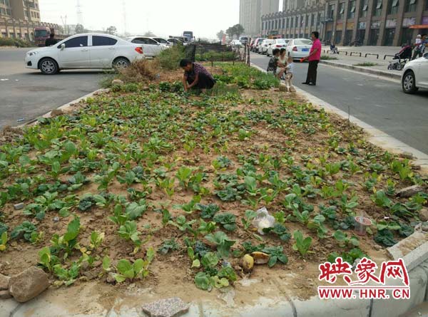 长江东路的绿化带中被种满蔬菜
