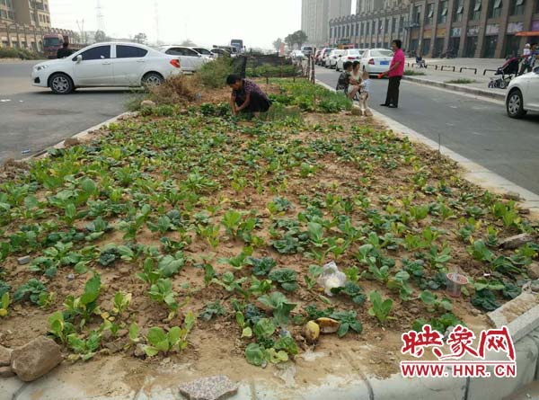 长江东路的绿化带中被种满蔬菜