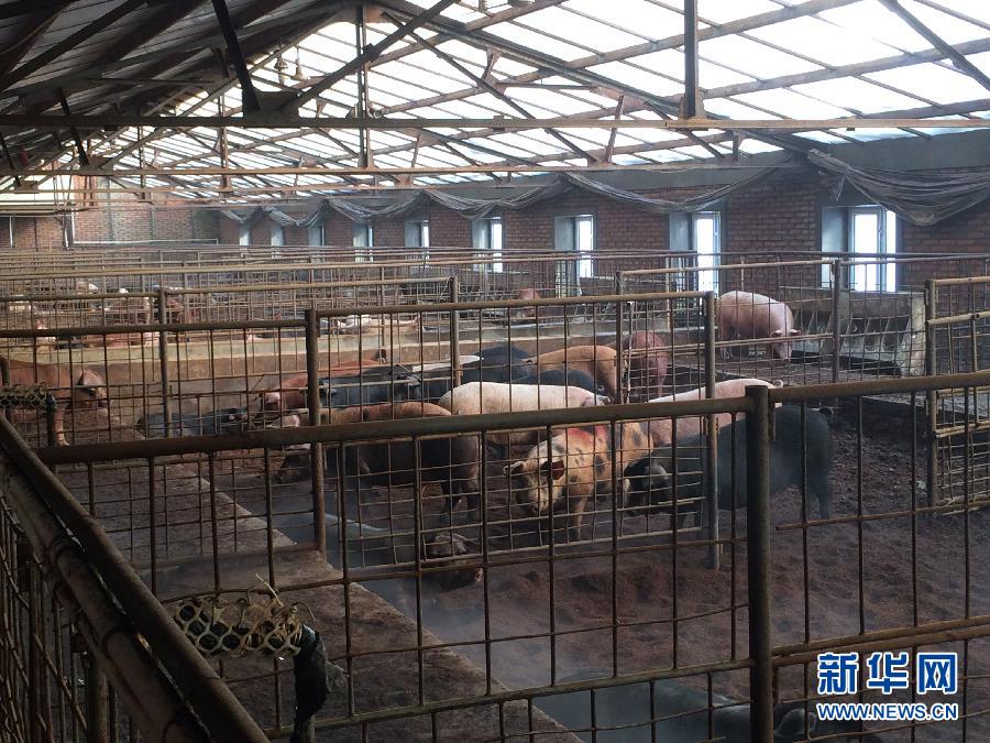 穗丰园里的猪舍（2013年12月8日摄）。新华社记者 程子龙 摄