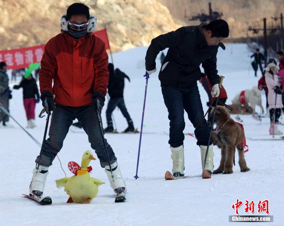 河南办宠物滑雪赛 乌龟赢兔子得第三