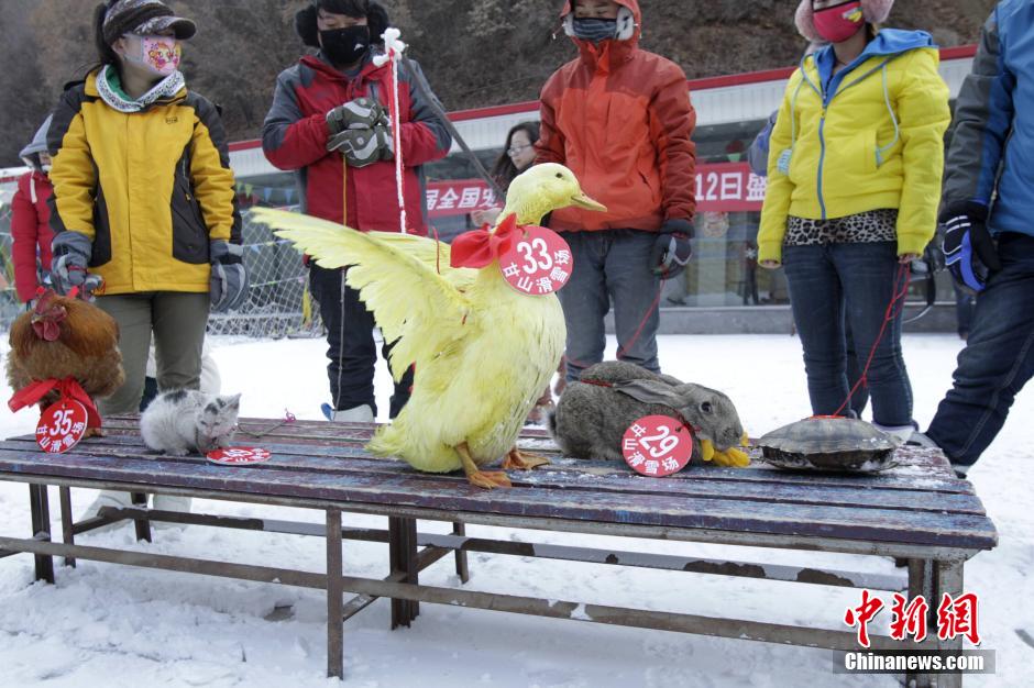 河南办宠物滑雪赛 乌龟赢兔子得第三