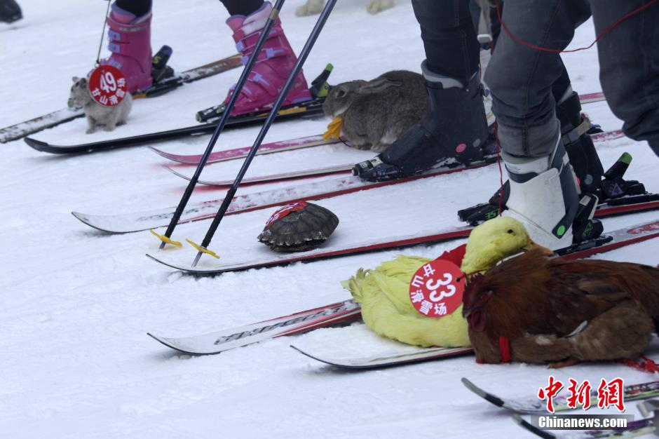 河南办宠物滑雪赛 乌龟赢兔子得第三