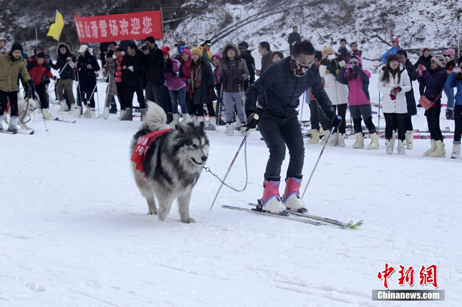 河南办宠物滑雪赛 乌龟赢兔子得第三