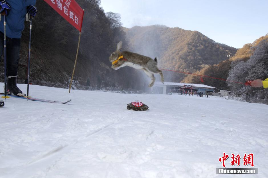 河南办宠物滑雪赛 乌龟赢兔子得第三