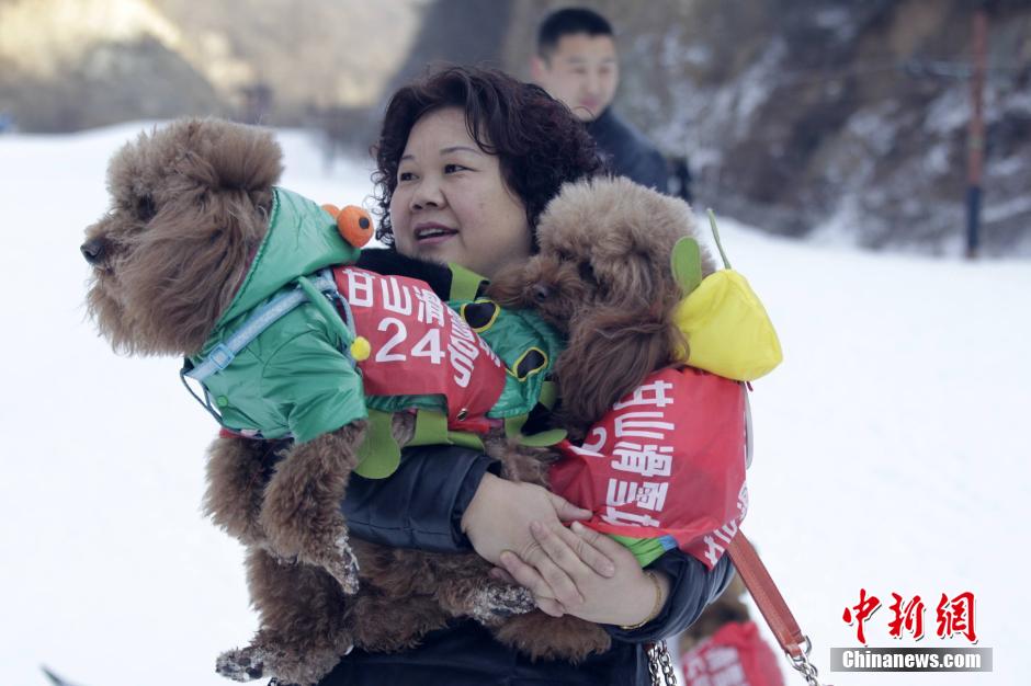 河南办宠物滑雪赛 乌龟赢兔子得第三