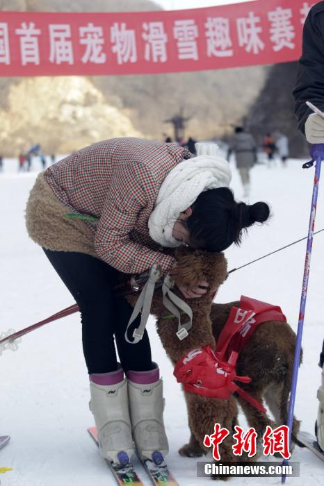 河南办宠物滑雪赛 乌龟赢兔子得第三