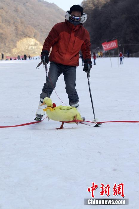 河南办宠物滑雪赛 乌龟赢兔子得第三