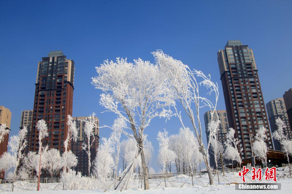 吉林省吉林市松花江畔出现雾凇美景