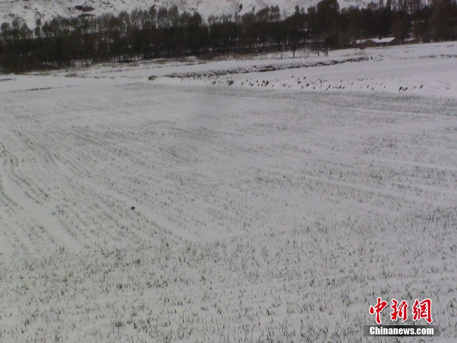 甘肃河西走廊山丹县立夏后首飘大雪