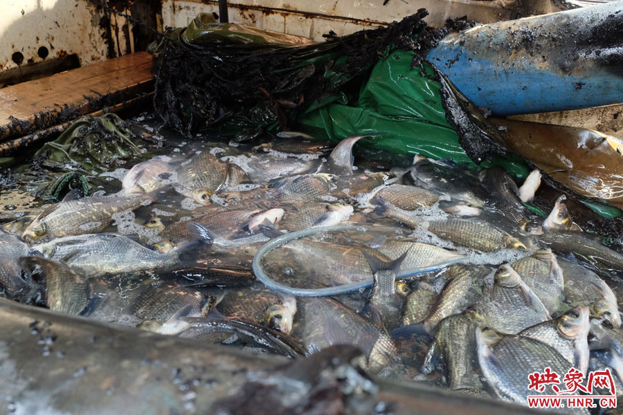 车内拉有上千条新鲜的武昌鱼。