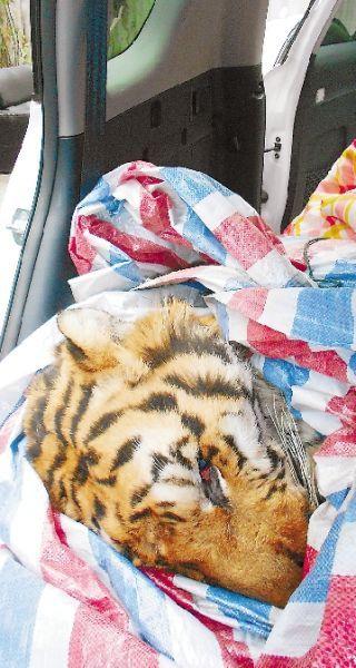 温州街头查获死老虎。