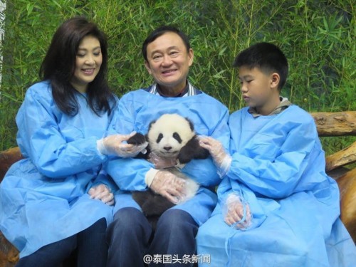 　10月30日，英拉携儿子和他信在成都与熊猫合影。