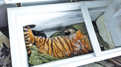 死亡的老虎被放在了冰柜内半岛都市报供图