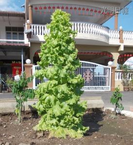 马口亲善花园居民李亚德种出“高人一等”的生菜，这棵3英尺高的生菜好像圣诞树，令人称奇。