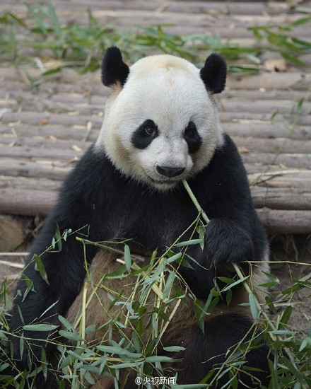 中央赠澳大熊猫30日赴澳 沿用