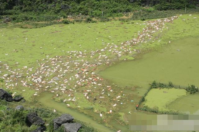 广西1.7万头生猪已浸泡7天 部队携挖掘机增援
