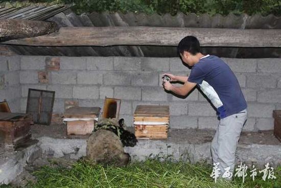 大熊猫下山偷吃10多箱蜂蜜