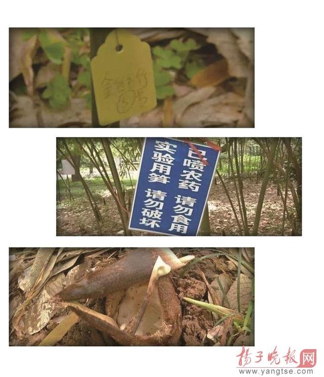 南京一高校竹笋实验多年未完 因竹笋年年被偷挖