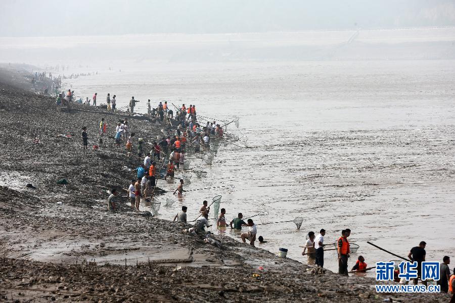 7月6日,在山西省平陆县黄河岸边,人们在河边捕捞黄河“流鱼”。