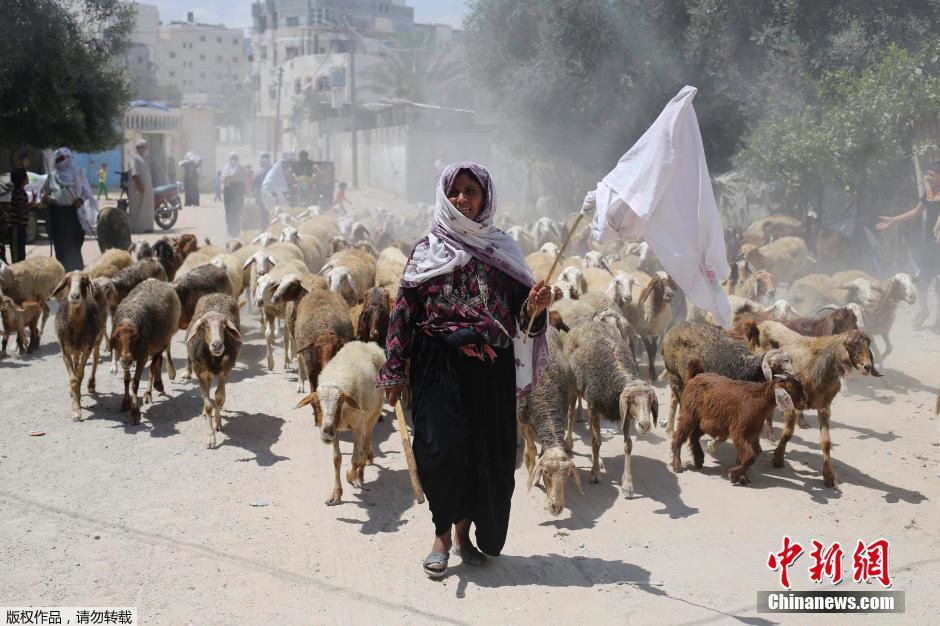 以色列对加沙发动地面进攻 民众携羊群逃难
