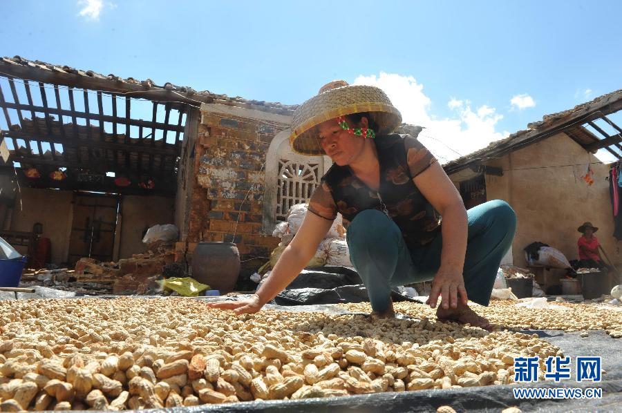 7月22日，海南省文昌市翁田镇龙马西村村民陈亚花晾晒遭雨淋的花生。