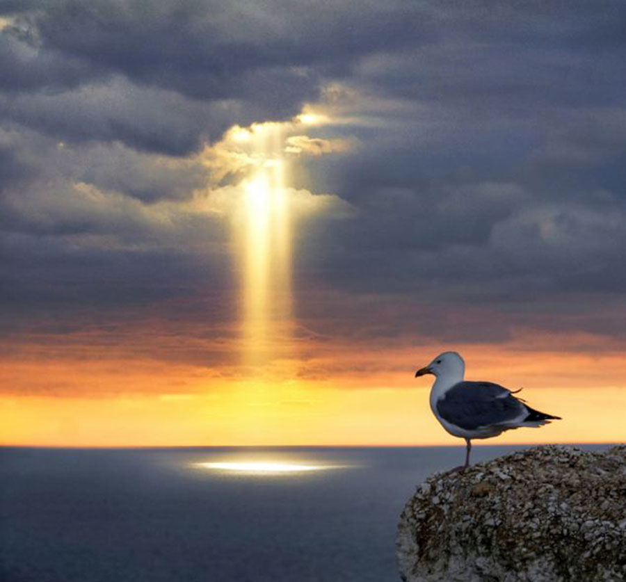 图为一只站在悬崖上的鸟注视着海中的奇景