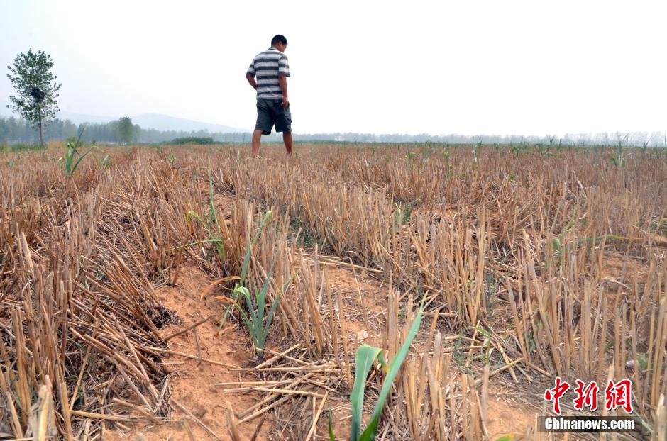河南旱情仍在加剧。全县在田作物面积40余万亩，受旱面积达到32.2万亩，其中，重旱17.6万亩，干枯5万余亩。