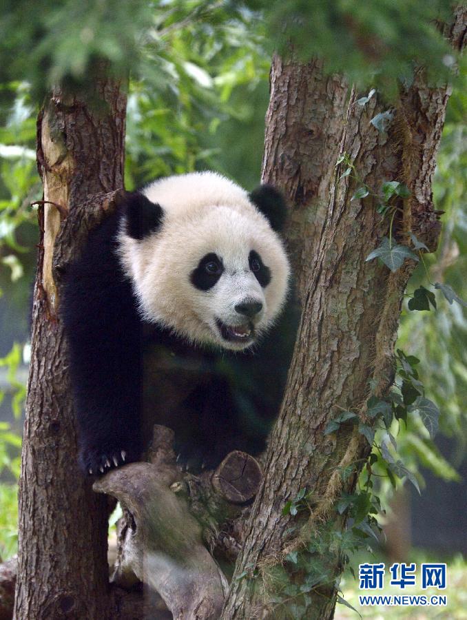 8月23日,大熊猫“宝宝”在美国华盛顿的国家动物园玩耍