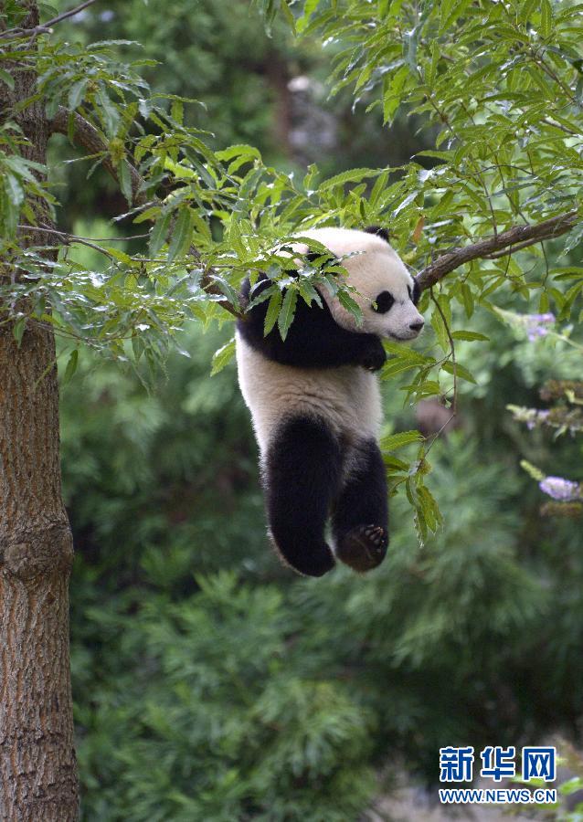 8月23日,大熊猫“宝宝”在美国华盛顿的国家动物园玩耍。新华社记者殷博古摄
