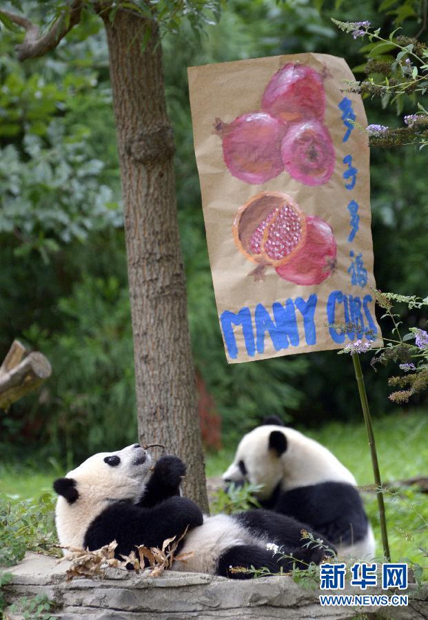 8月23日,大熊猫“宝宝”在美国华盛顿的国家动物园参加“抓周”仪式。