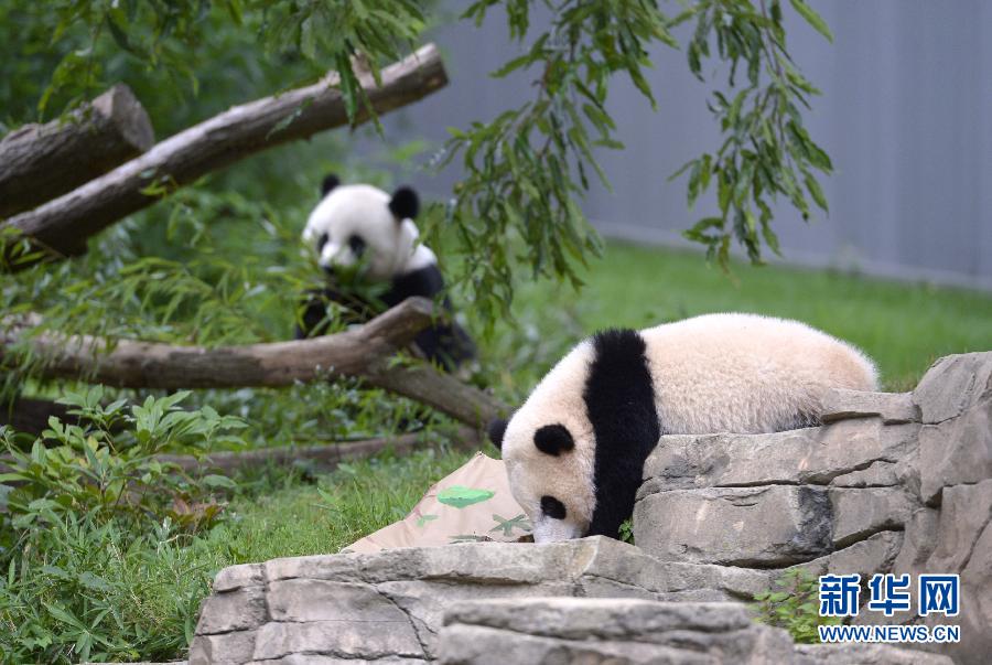 8月23日,大熊猫“宝宝”(前)和她的母亲“美香”在美国华盛顿的国家动物园玩耍。