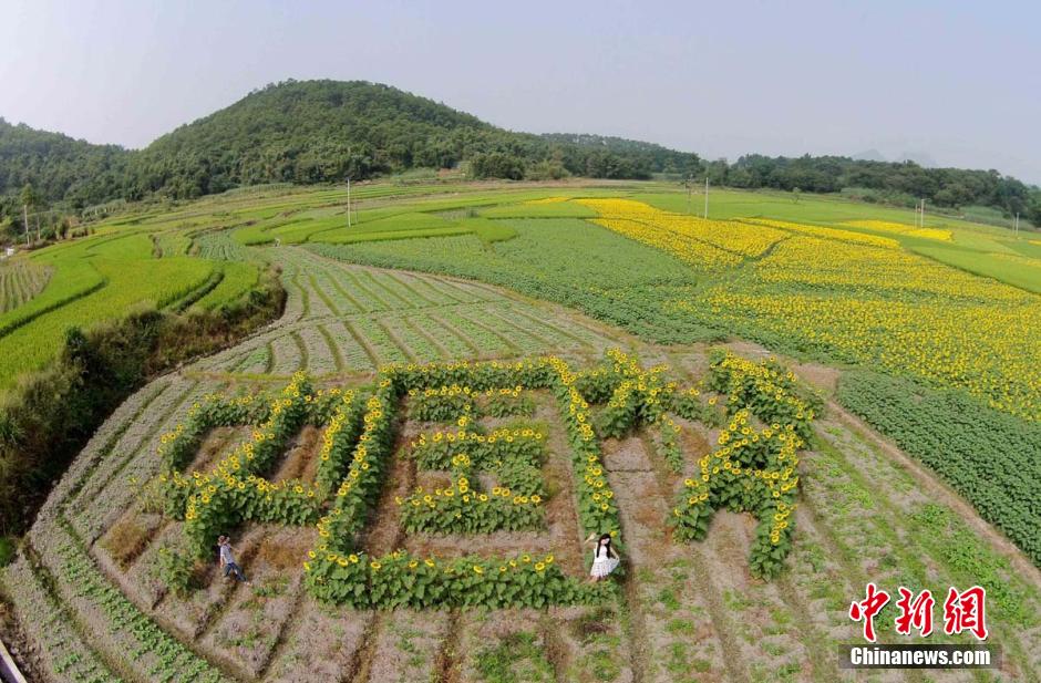 广西农民种植油葵“中国梦”庆祝国庆