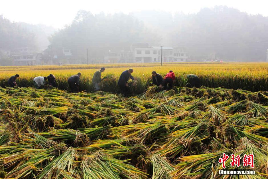 中国超级稻四期亩产突破1000公斤 再创世界纪录