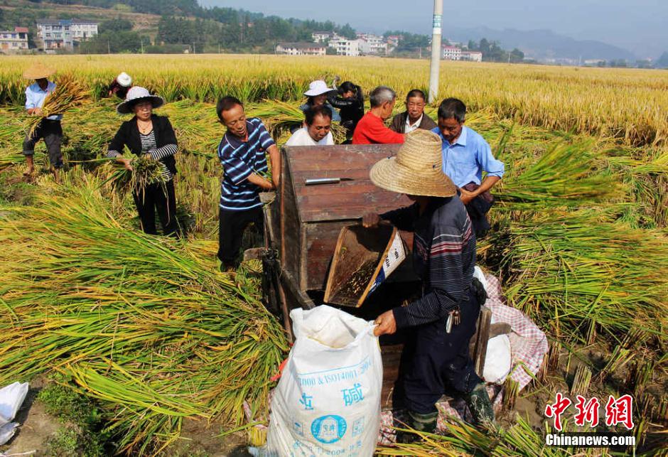 中国超级稻四期亩产突破1000公斤 再创世界纪录