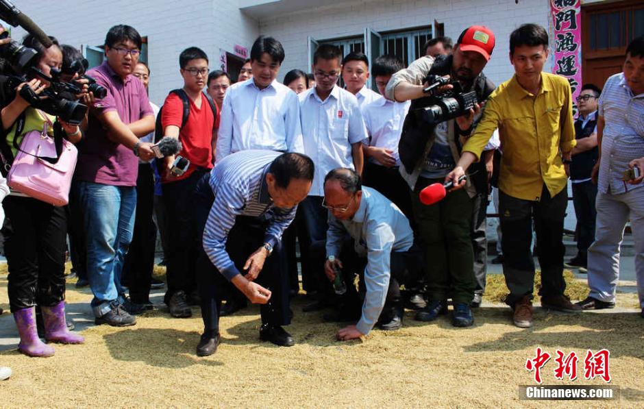 中国超级稻四期亩产突破1000公斤 再创世界纪录