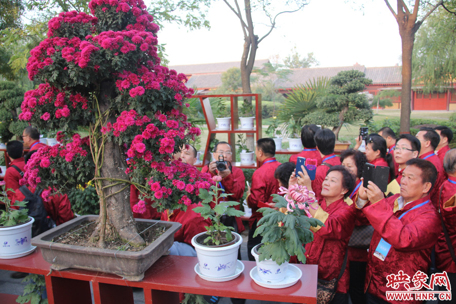 一盆菊花吸引了客家人的注意。 一盆菊花吸引了客家人的注意。