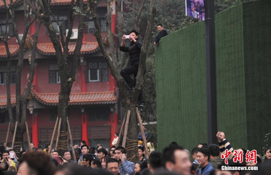 重庆一市民为占据有利位置，爬上银杏树观看自己喜欢的明星。