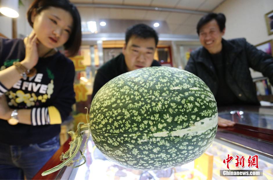 11月25日，河南郑州，一位女士在展示奇特的“怪瓜”。