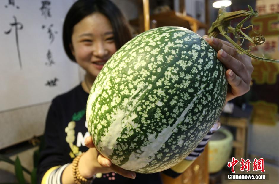11月25日，河南郑州，一位女士在展示奇特的“怪瓜”。中新社发 杨正华 摄