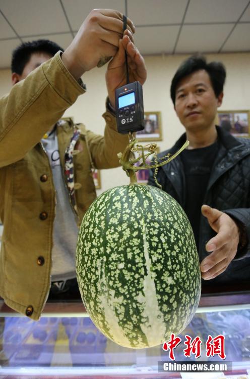 11月25日，河南郑州，两位男士正在为奇特的“怪瓜”称重。中新社发 杨正华 摄