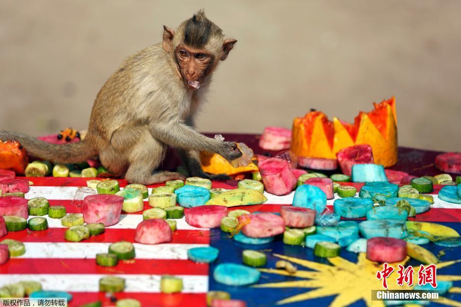 泰国庆祝猴子自助餐节 2吨美食犒赏馋嘴猴