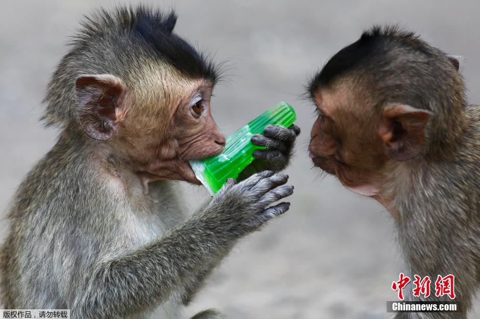 泰国庆祝猴子自助餐节 2吨美食犒赏馋嘴猴