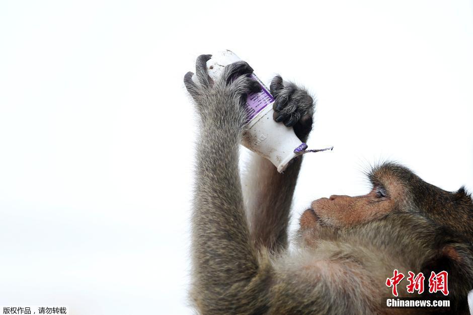 泰国庆祝猴子自助餐节 2吨美食犒赏馋嘴猴