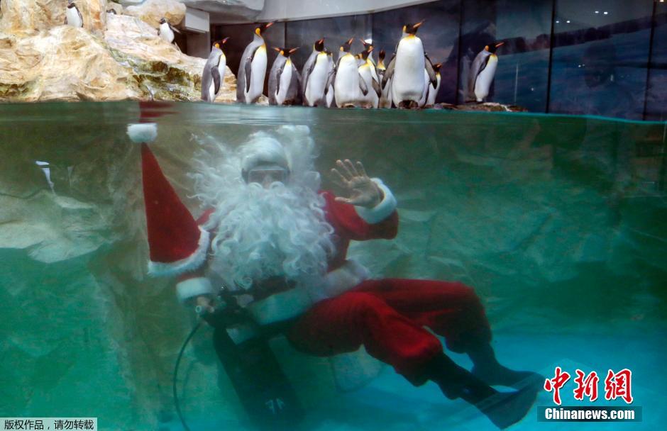 法国圣诞老人在海洋公园“调戏”帝企鹅