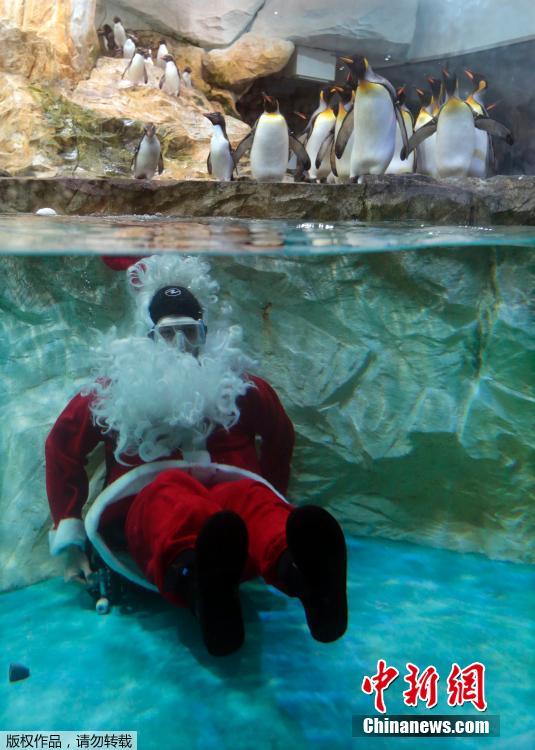 法国圣诞老人在海洋公园“调戏”帝企鹅