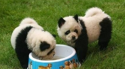 意大利马戏团将松狮犬染成熊猫赚钱