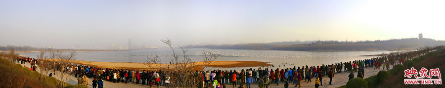 上百米的观景区排满了前来观看天鹅的游客