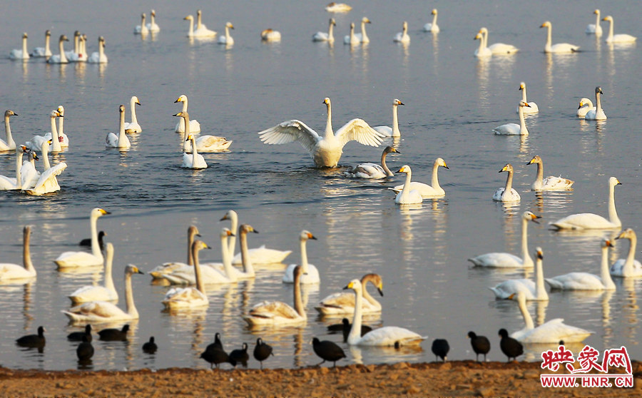 天鹅和各种候鸟在湖中嬉戏