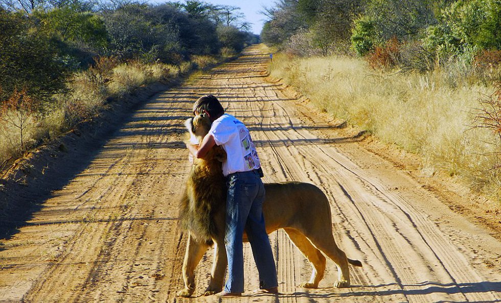 非洲老人养狮子当宠物